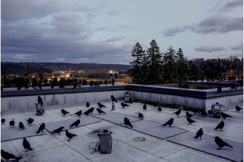 Rooftop wiretap aims to learn what crows gossip about at dusk
