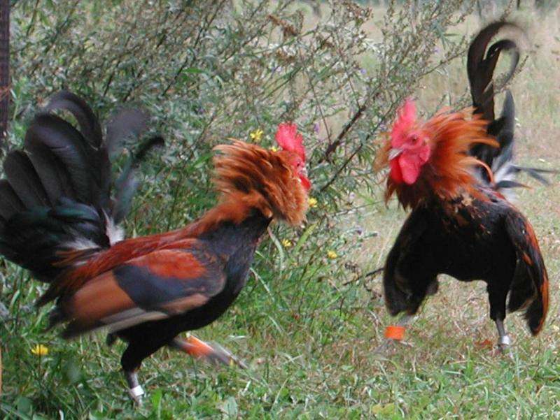 Roosters are nicer to their relatives than to other males