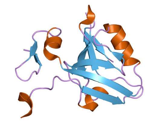 'Rosetta Stone' protein offers new mechanism of allostery