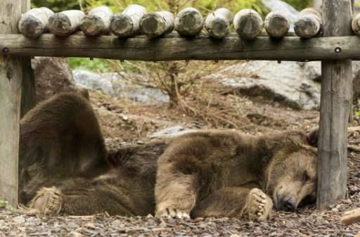 Russian forestry officials said 86 bears had to be shot dead because they were hostile