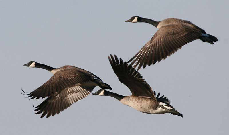 Safety, not food, entices geese to cities
