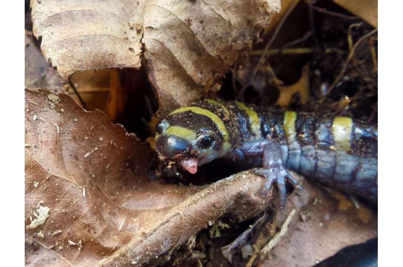 Salamanders that breed in the fall are less likely to disperse