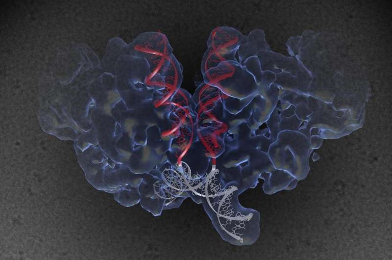 Salk scientists crack the structure of HIV machinery