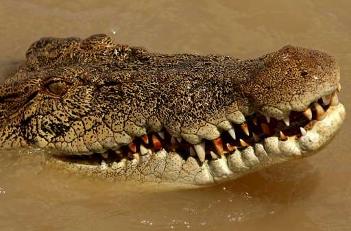 Saltwater crocodiles are common in northern Australia, where numbers have increased since the introduction of protection laws in