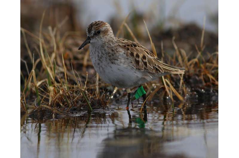 Sandpiper detectives pinpoint trouble spots in continent-wide migration