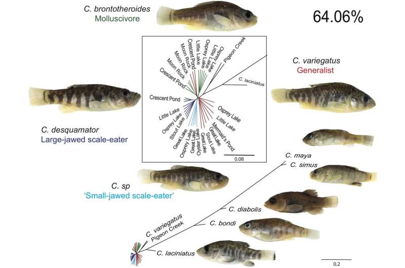 San Salvador pupfish acquired genetic variation from island fish to eat new foods