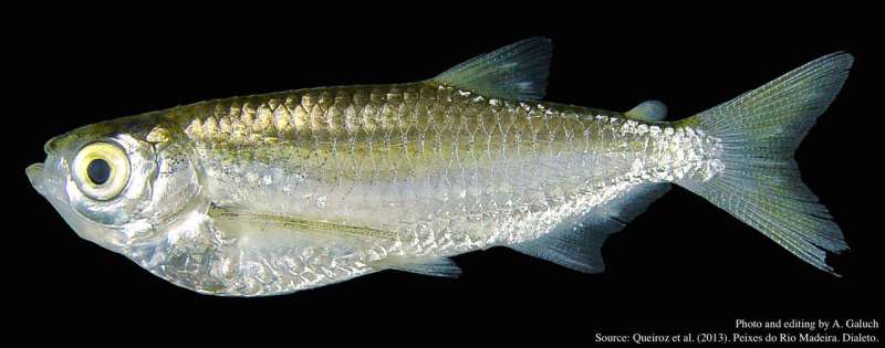 Sardines take us to the sources of biodiversity in the Amazon River