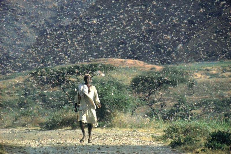 Satellites forewarn of locust plagues