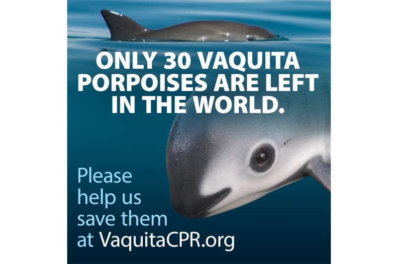 Save the Vaquita Day marked by bold, coordinated efforts to save the 'panda of the sea'