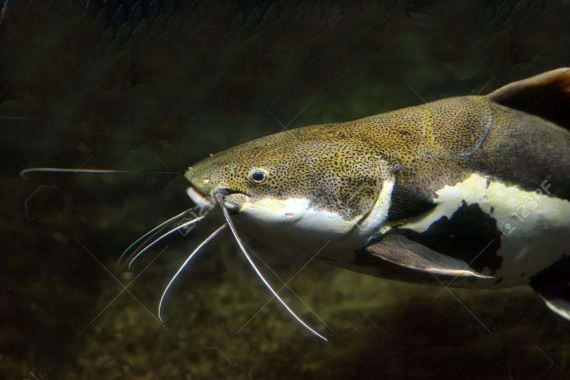 Saving catfish by understanding their genetics