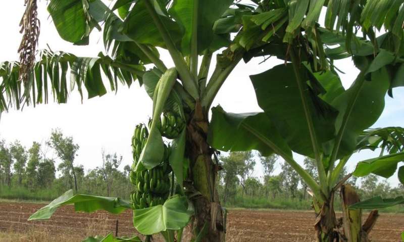 Saving Cavendish: QUT grows world-first Panama disease-resistant bananas