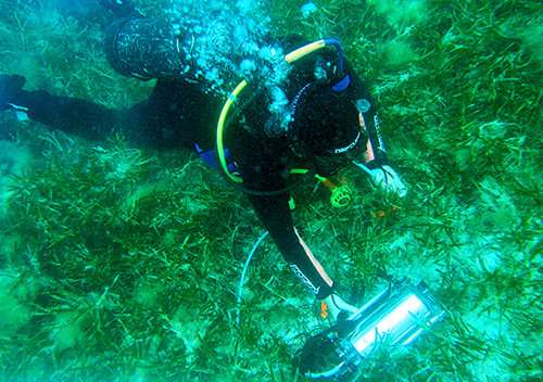 Saving seagrasses from dredging—new research finds solutions