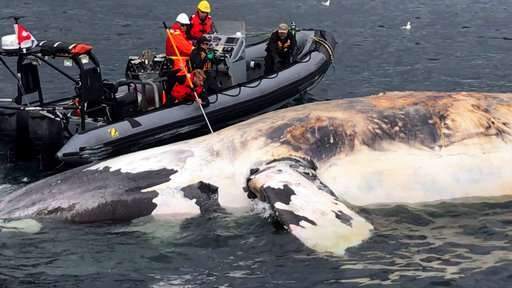Scientists alarmed by 6 right whales deaths in Canada