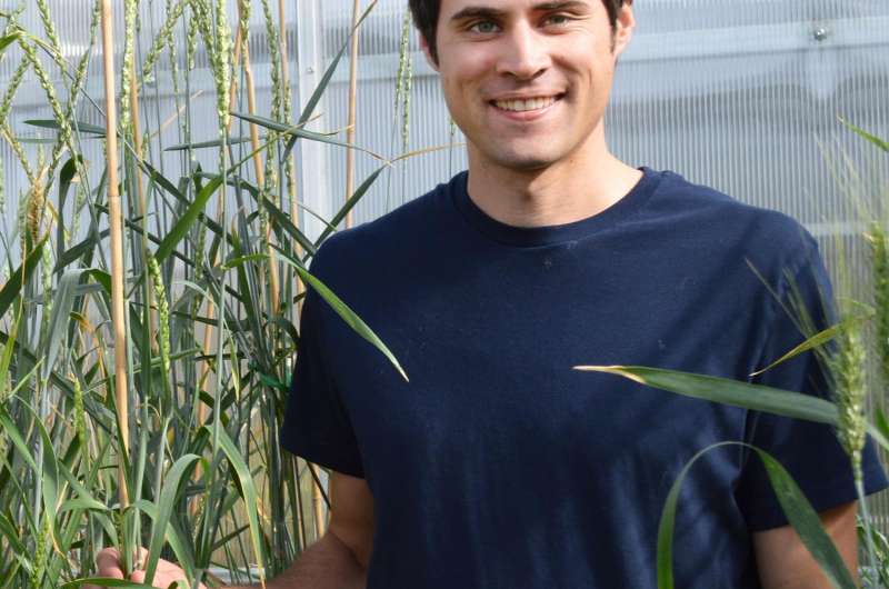Scientists develop new wheat-wheatgrass hybrid
