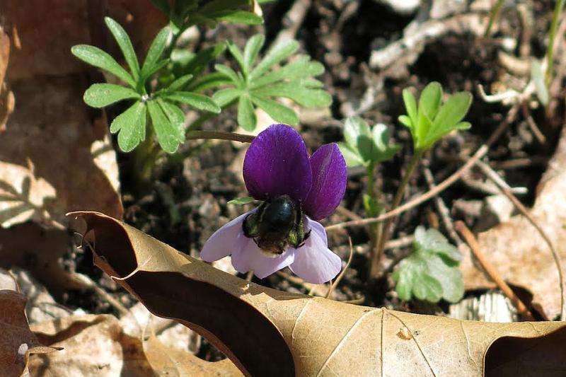 Scientists discover bees prefer warm violets in cool forests