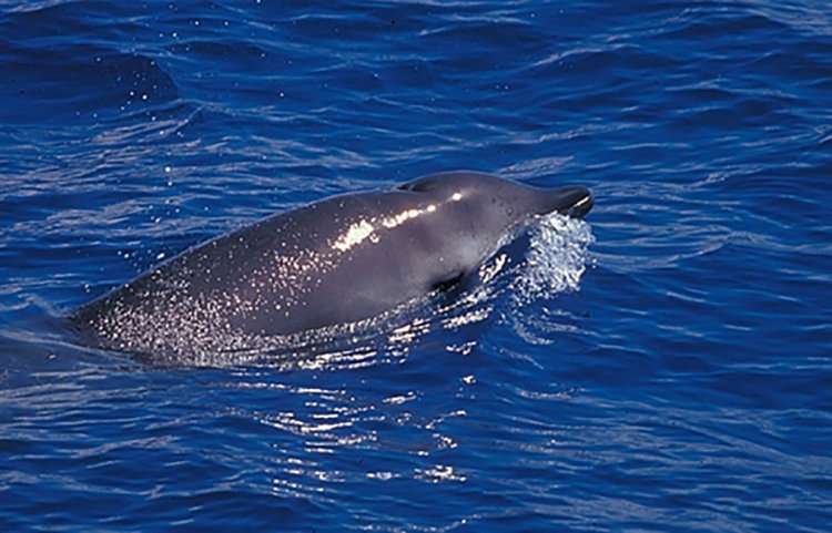 Scientists eavesdrop on little-known beaked whales to learn how deeply they dive