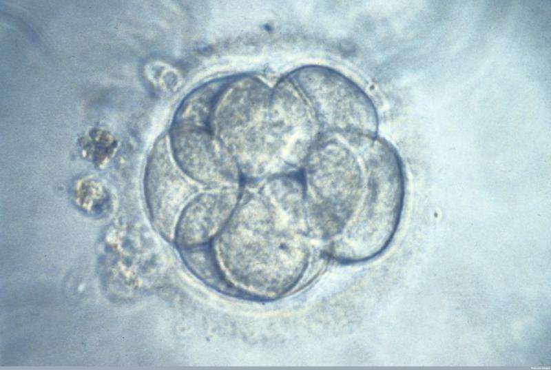 Scientists edit human embryos to safely remove disease for the first time – here's how they did it