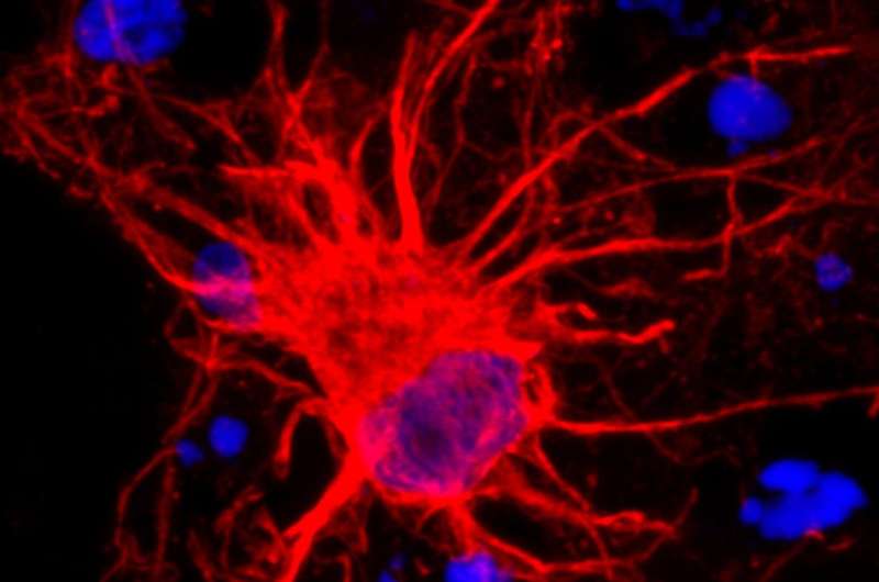 科学家给明星不为人知的细胞治疗大脑发育的关键