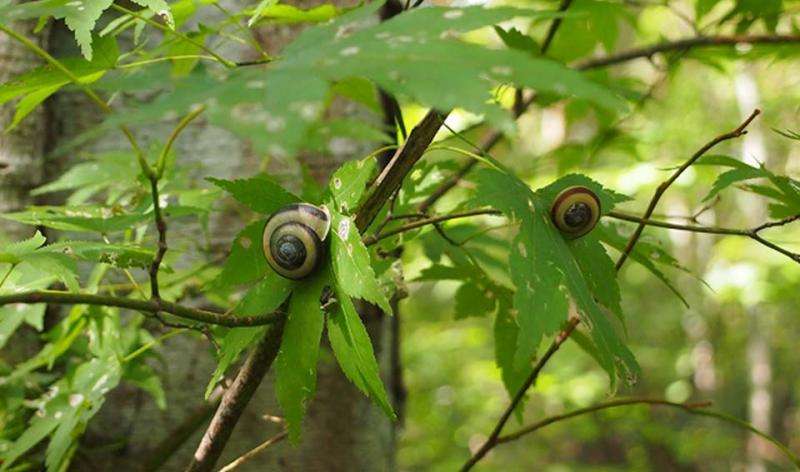 Scientists go out on a limb to study tree-climbing land snails