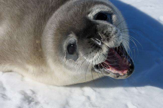 Scientists need your help in first-ever census of Weddell seals