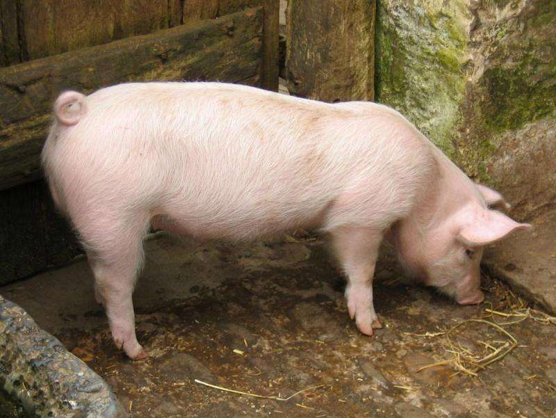 Scientists overcome pig genome flaw