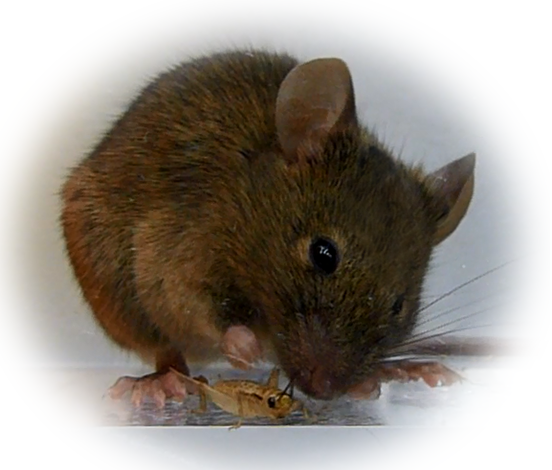 Scientists switch on predatory kill instinct in mice
