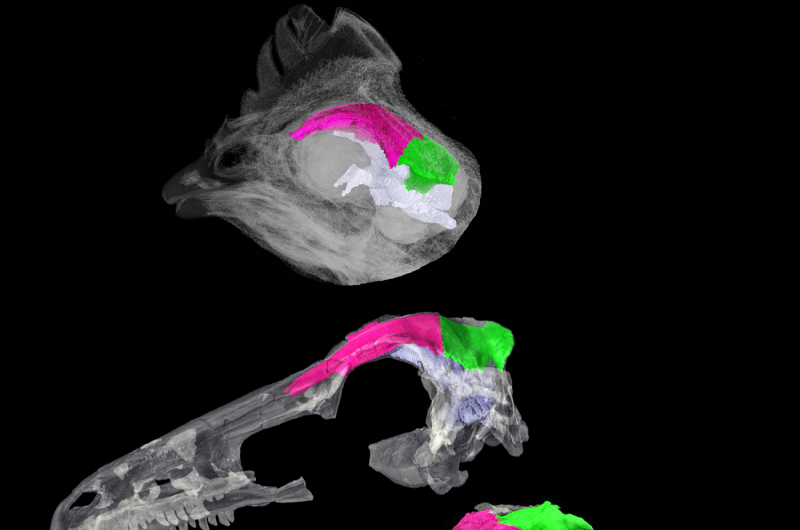 Scientists track the brain-skull transition from dinosaurs to birds