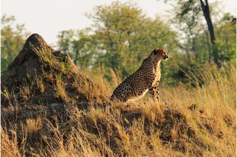 Scientists urge endangered listing for cheetahs