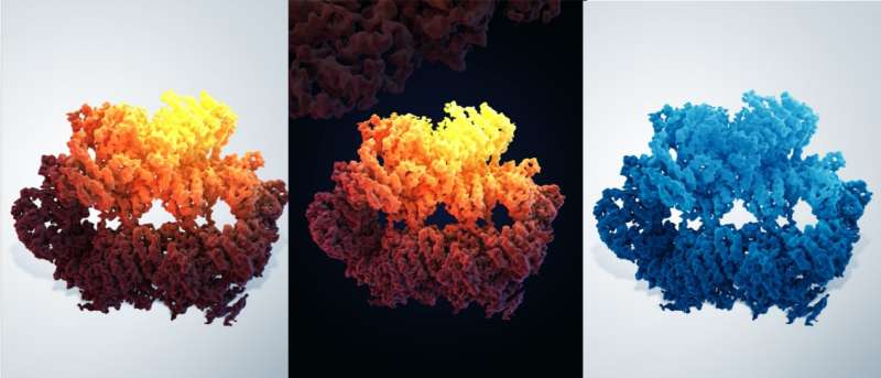 Scientists visualize structure of key DNA repair component with 'near-atomic resolution'