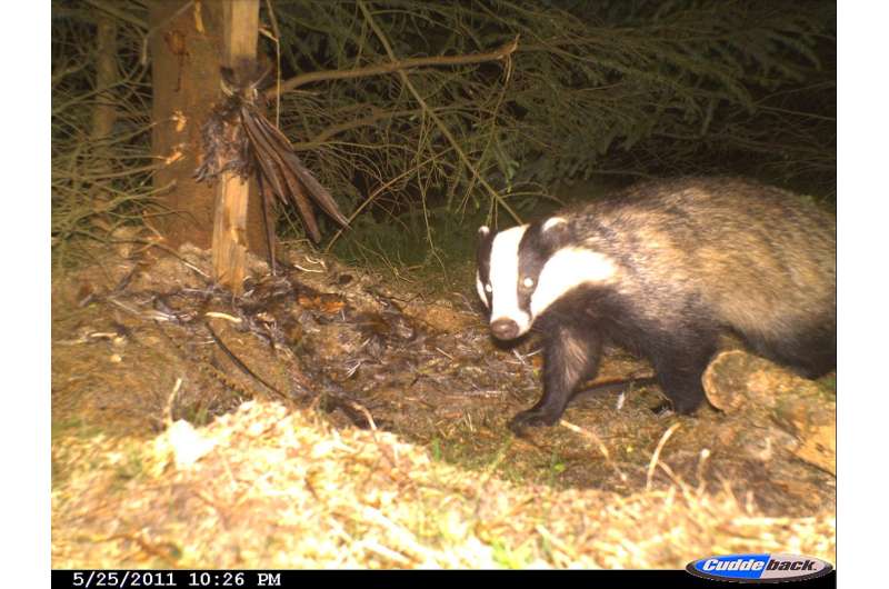 Scottish badgers highlight the complexity of species responses to environmental change