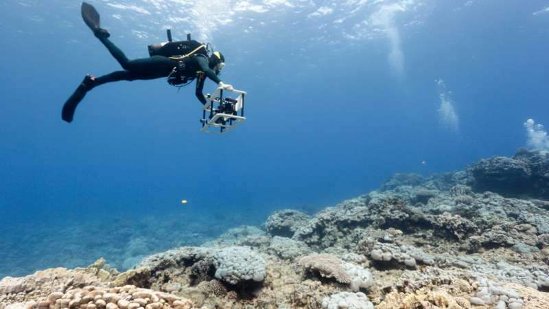 Scripps scientists use photomosaic technology to find order in the chaos of coral reefs