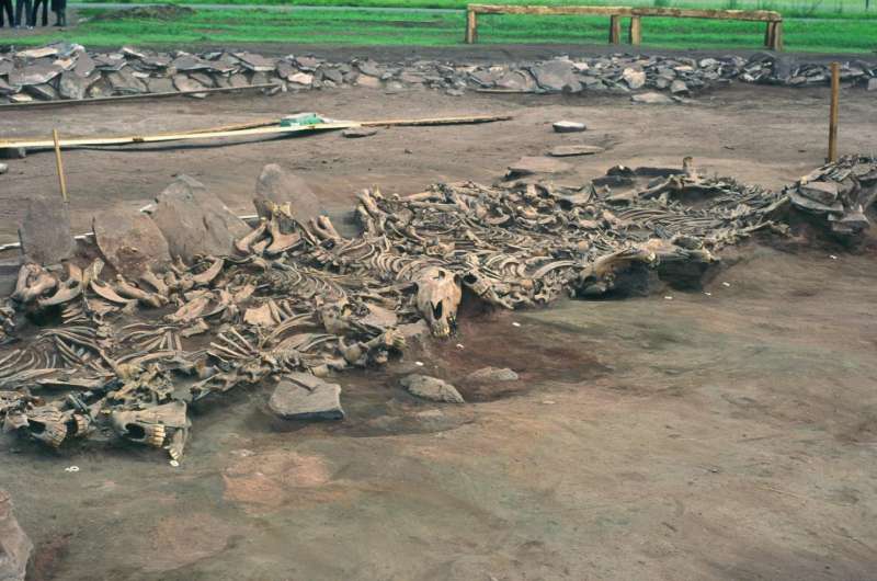 Scythian horse breeding unveiled: Lessons for animal domestication