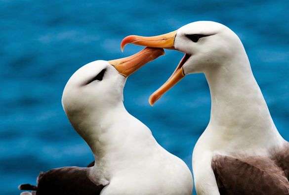 Seabirds foraging habits revealed