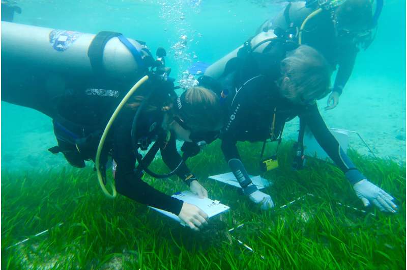 Seagrass biodiversity is both a goal and a means for restoration
