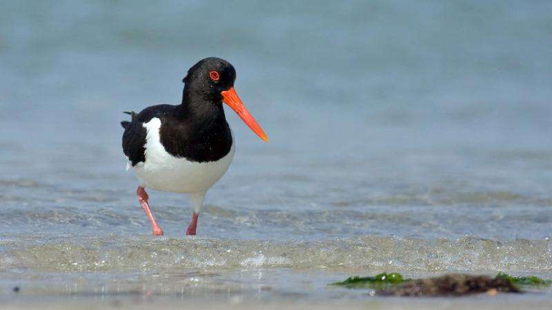 Sea level rise may drive coastal nesting birds to extinction