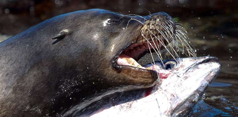 Sea lions have unique whiskers that help them catch even the fastest fish