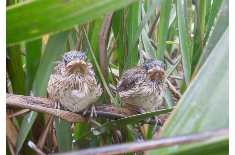 Seaside sparrows caught between predators and rising seas