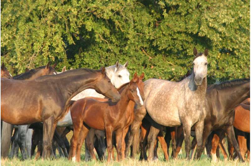 Seasonal effects: 'Winter foals' are smaller than foals born in summer