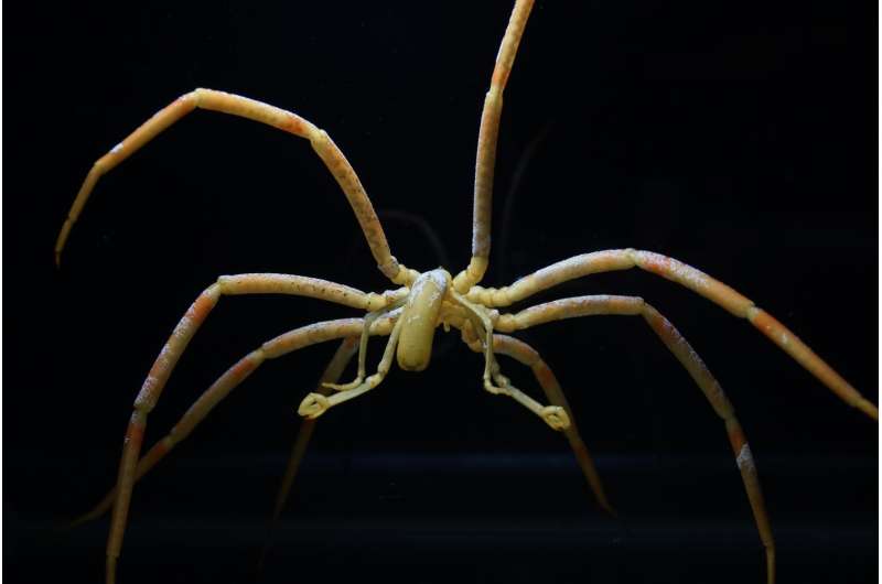 Sea spiders move oxygen with pumping guts (not hearts)