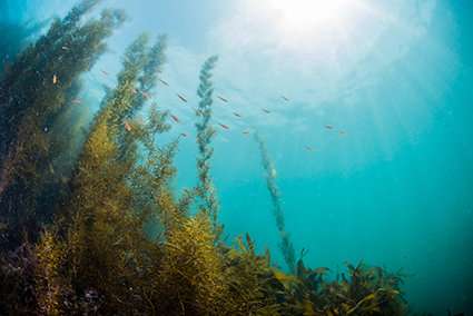 Seaweed could hold key to environmentally friendly sunscreen
