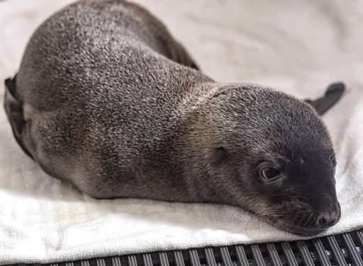 SeaWorld San Diego gets a furry surprise: a baby sea lion