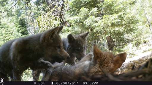 Second pack of gray wolves spotted in Northern California