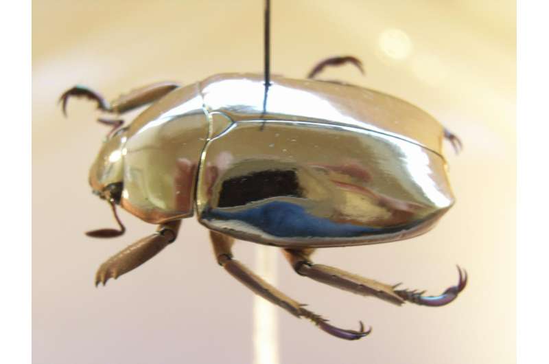 Secret of why jewel scarab beetles look like pure gold, explained by physicists