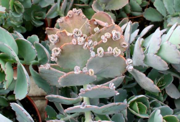 Secrets of succulents’ water-wise ways revealed