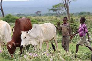 Securing the future of cattle production in Africa
