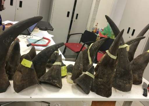 Seized smuggled rhino horns are displayed at a customs office in Hanoi on March 14, 2017