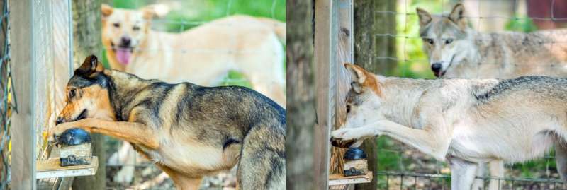 Sensitivity to inequity is in wolves' and dogs' blood