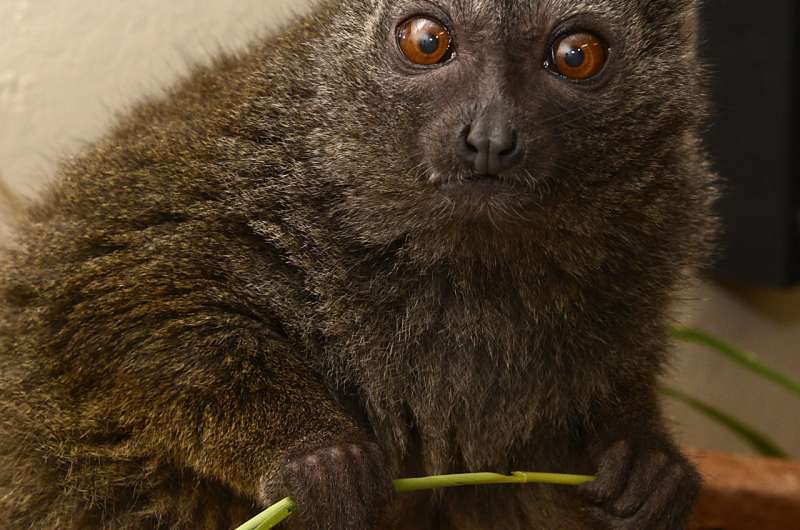 Separated since the dinosaurs, bamboo-eating lemurs, pandas share common gut microbes