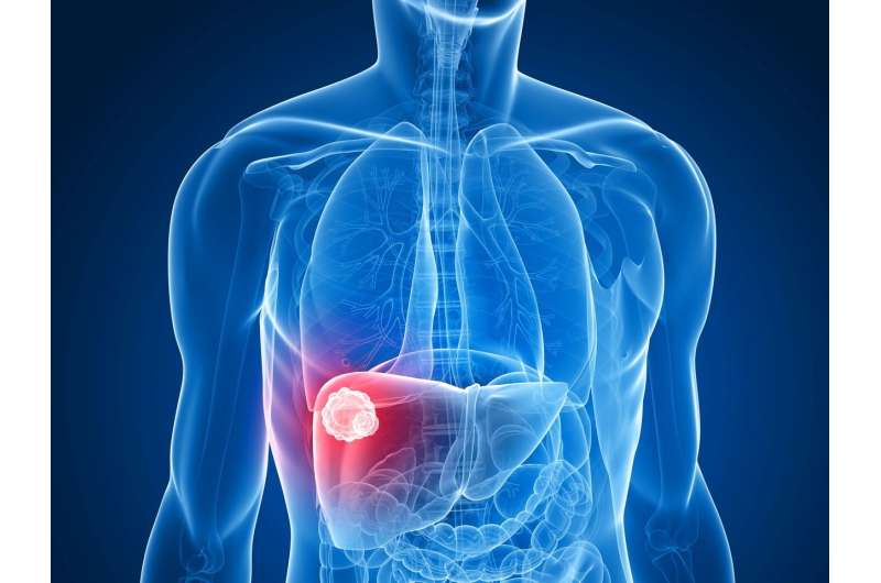 Serotonin helps to promote liver regeneration following liver resection for liver cancer – but also supports early tumour regrow