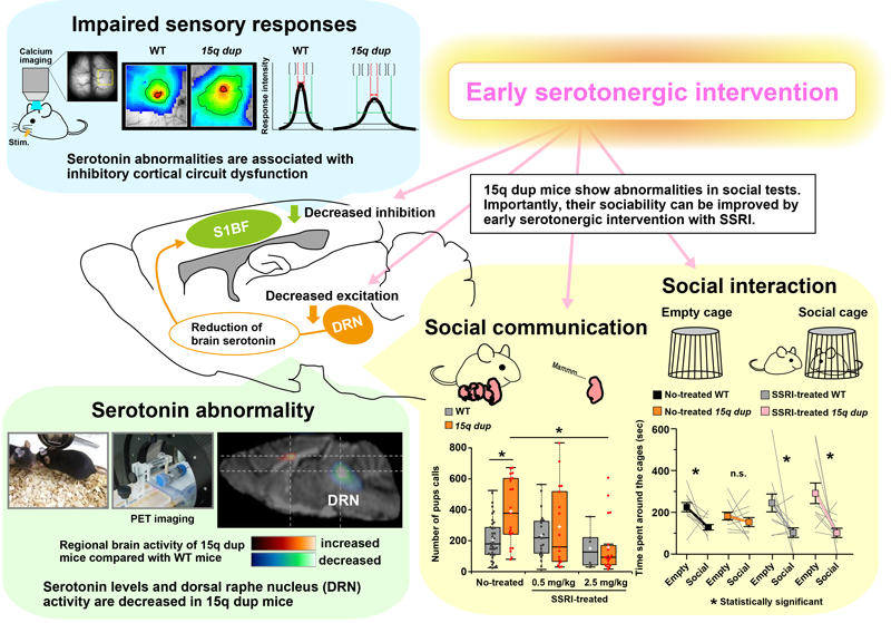 Serotonin improves sociability in mouse model of autism